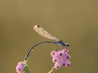 PTS-20170814-00270-1024px