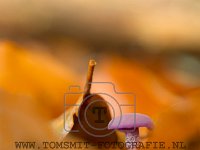 PTS-20171008-094547-00026-Bewerkt-1024px