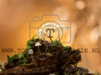 PTS-20171008-114837-00146-1024px