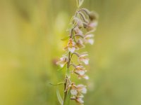 PTS-20180614-00019-Bewerkt-1024px